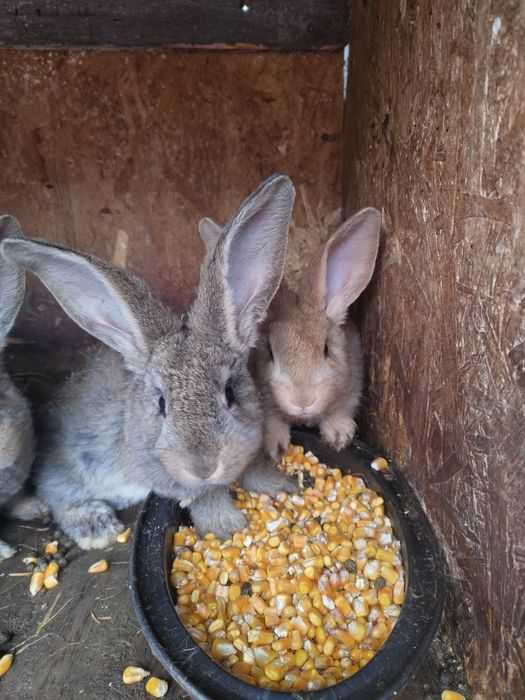 Vand iepuri de 2 luni si 1 an