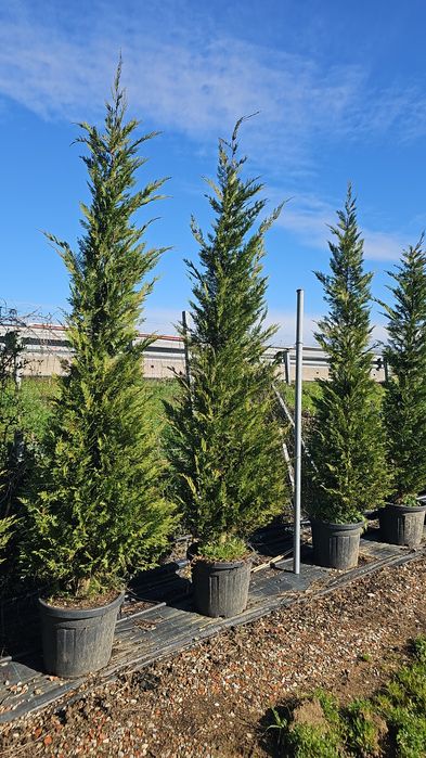 Cupressocyparis leylandii ( ideal pentru gard viu)