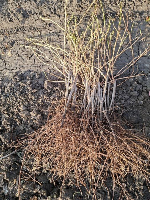 De vânzare Butași viță de vie altoită si hibridă anul 3 de vegetație