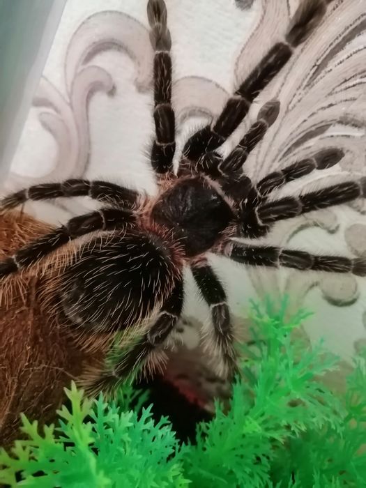 Птицеед Lisiodora Parahibana.