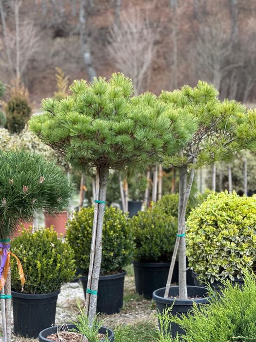 Tuia Leylandii -Perfecta pentru curtea ta .