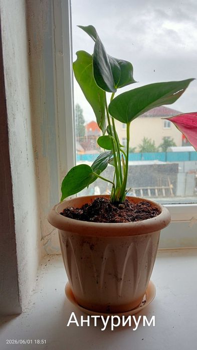 Продам комнатные цветы