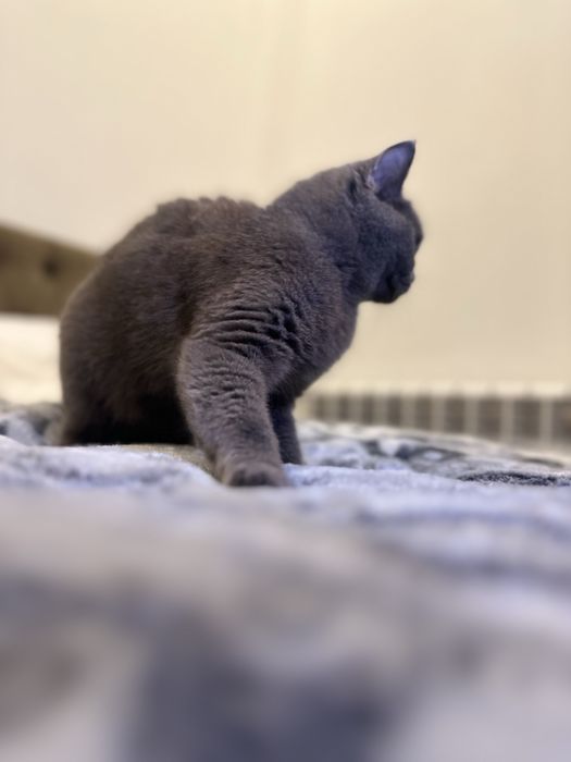 Britanskiy mushula tozza zotli kelishiladi