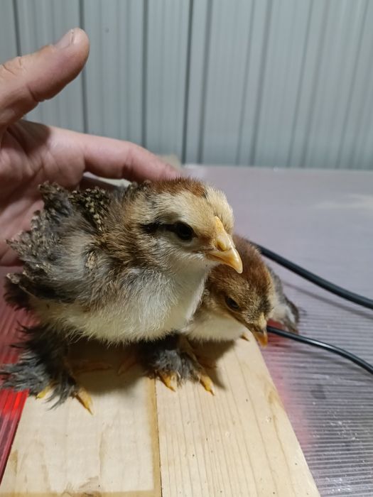 Pui moțați bărboși frezați incaltati+ pereche marans