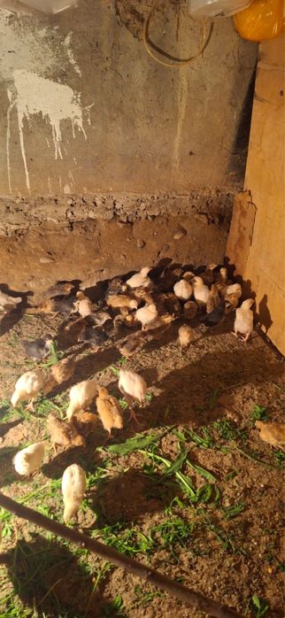 Продам цыплят 2 недели