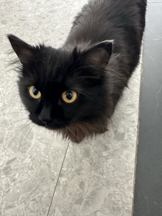 Кошка Жожо ищет семью