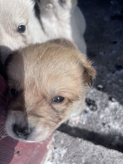 Отдам Щенят добрые руки