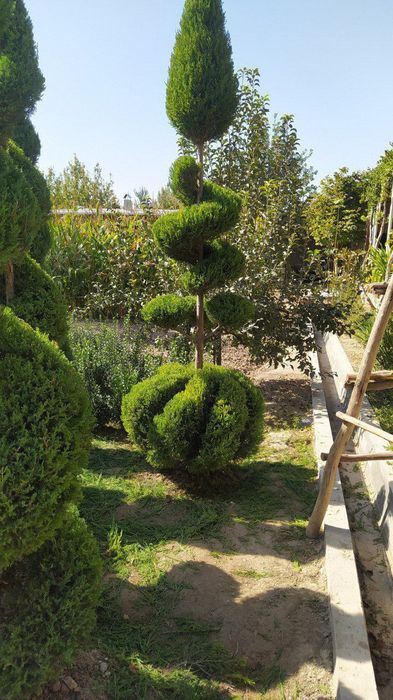 Assalom aleykum daraxt ekish va shakl berish Toshkent boʼylab