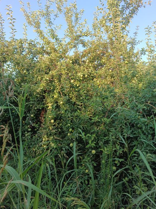 Жаннат олма (Крепсон) нави Семерянка олма нави