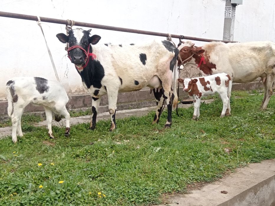 Ona bola bolasi smintal