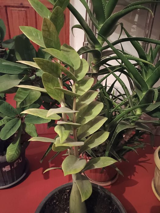 Цветы домашние живые экологически