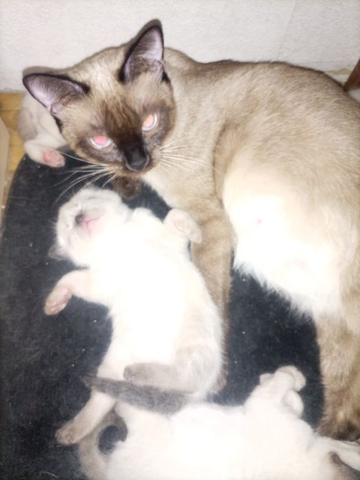 Сиамские котята.