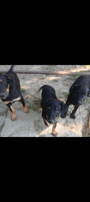 Anunt adoptii animale