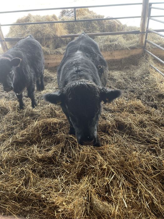 Tăurași Aberdeen Angus