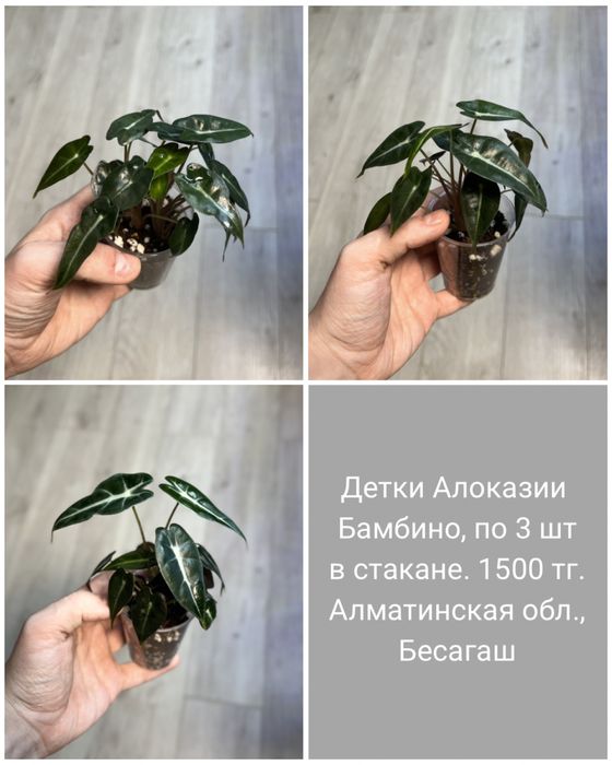 Алоказии (детки)