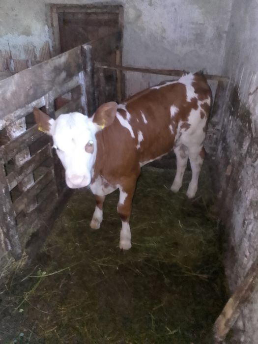 Vând o vițea bălțată românească