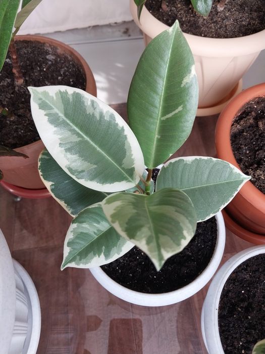 Фикус Тинеке кустовой.