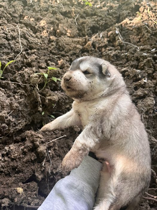 Мальчик ищет свой дом!! Давайте поможем не остаться на улице