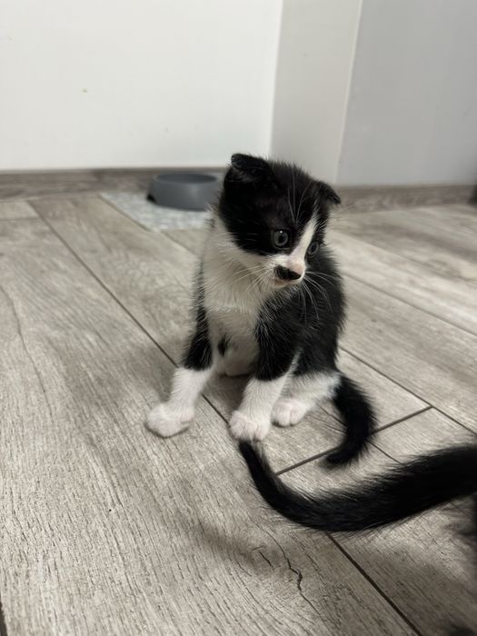 Подарявам клепоухи котенца