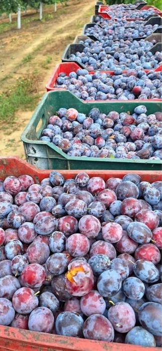 Prune de țuică de vânzare – Prune coapte și dulci, perfecte pentru cazan