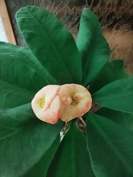 Домашнее растение