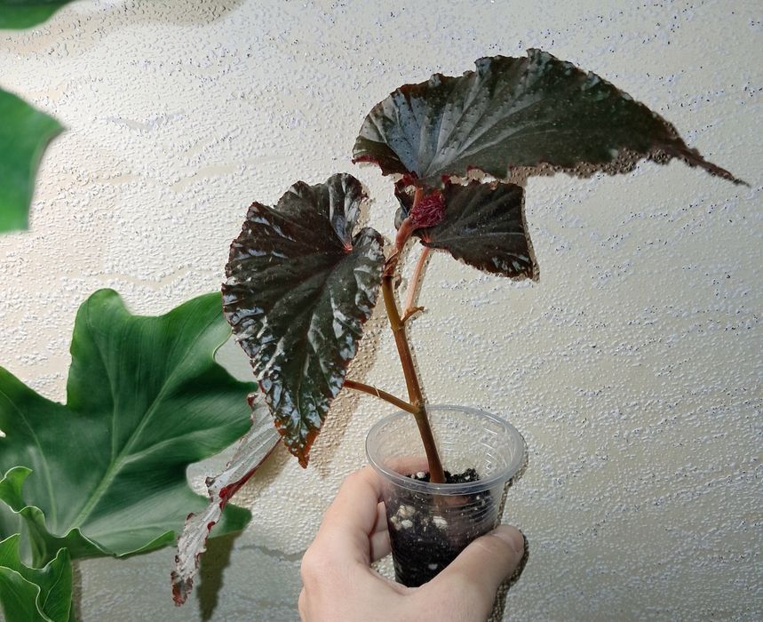 Бегония Арабиан Сансет