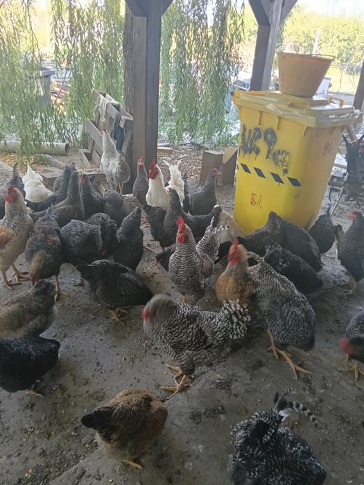 Vând găini, puicuțe, cocoși, curcan