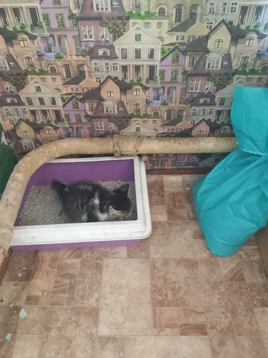 Отдам котят, срочно!!!