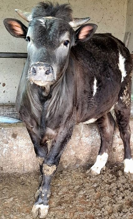 Швет навослар сотилди 2та бир жойда буйи 130дан зиёд , соглом 100%