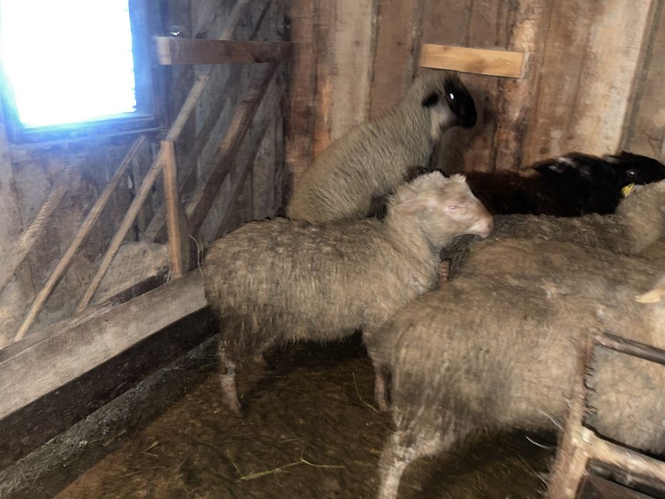 Бараны кой токты