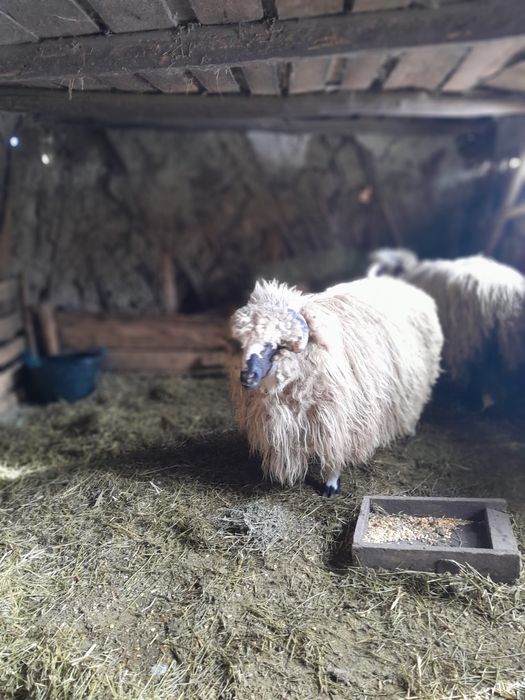 Berbecuț și o neluță