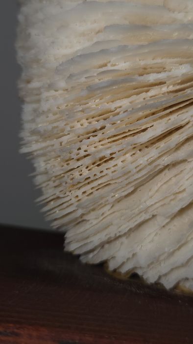 Coral ciuperca alb si steluta