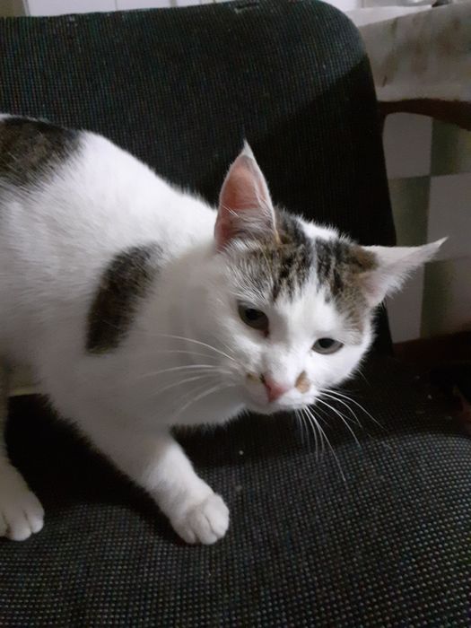 Adoptie donatie pisoi