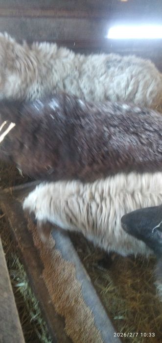 Пять  токты кошкары