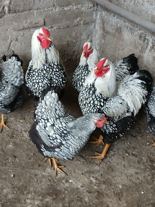 Cocoși și găini de vânzare