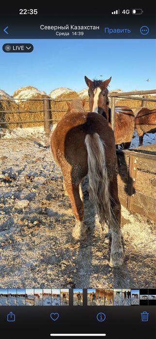 Продам жеребца .