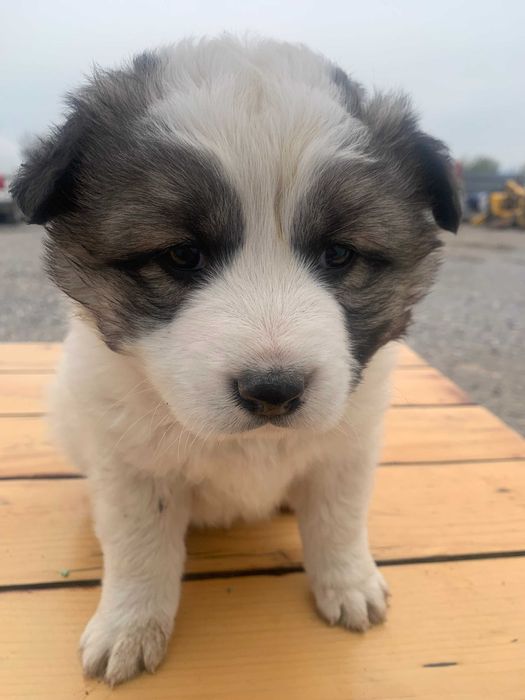 Подарявам кученце София