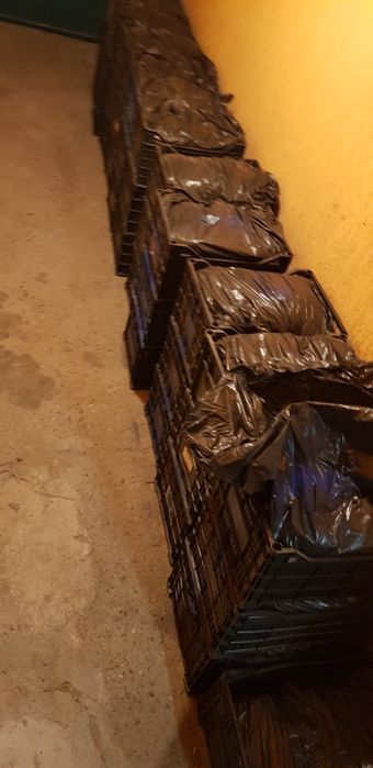 Разсад алба,Априка и клери