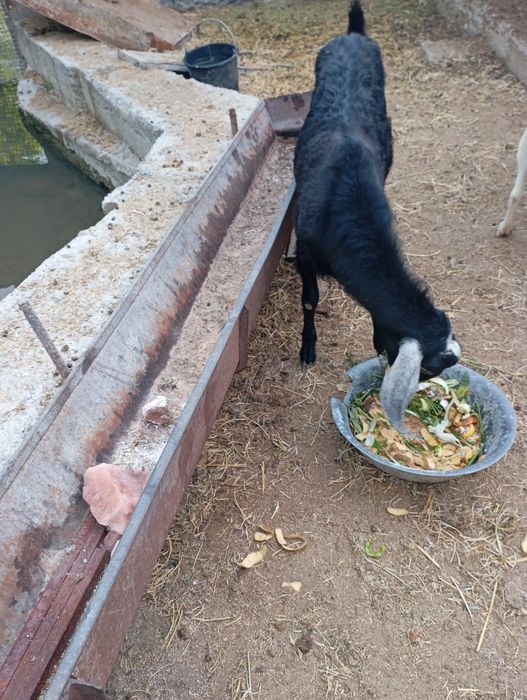 Продается нубийский козел