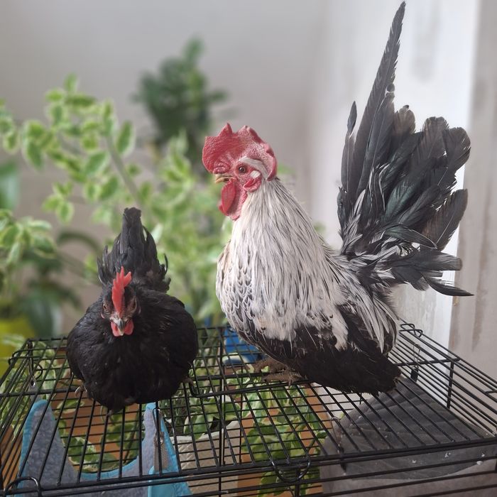 Декоративные курочки шабо