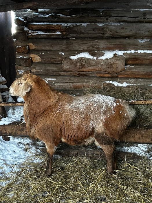 Продам кошкара,баран производитель