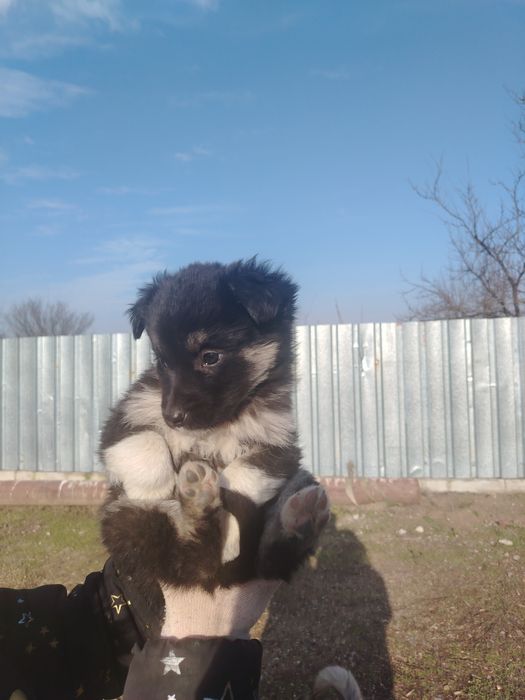 Cățeluș spre adopție