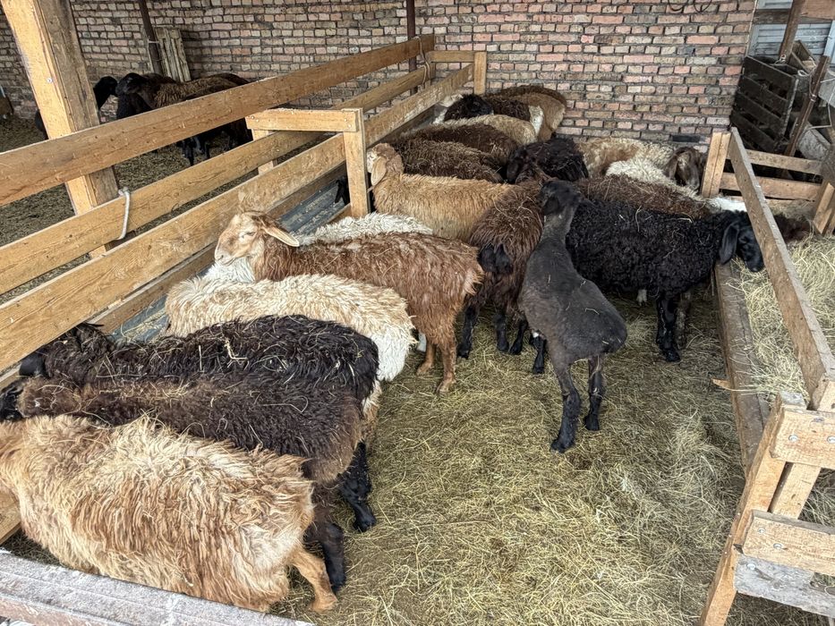 Продажа баранов в городе