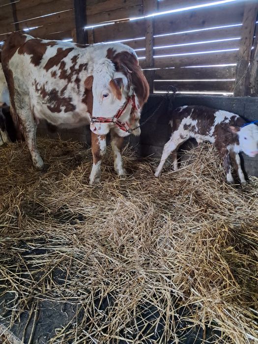 Vând jurincă cu vițea