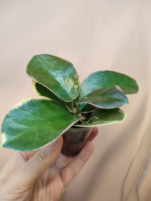 Отростки хойя, дисхидия, эпипремнум