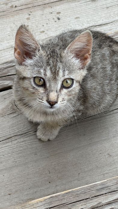 Отдам котят в добрые руки