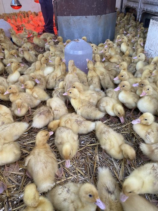 Vând ratâ peking !