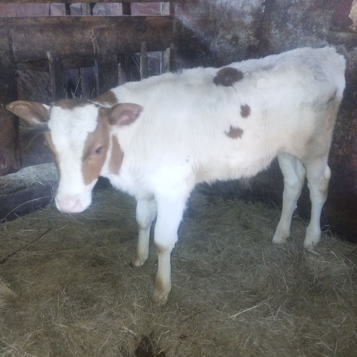 Продам телят разных