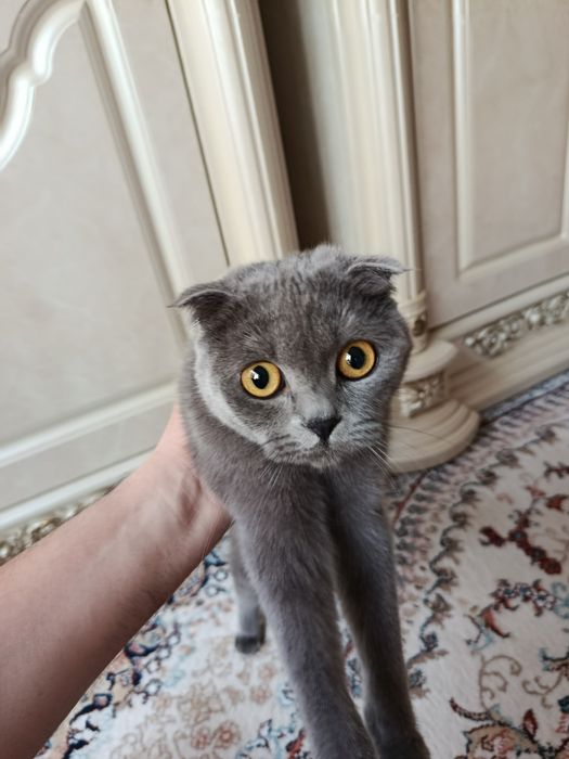 Britanskiy Scottish fold (Qiz bola)