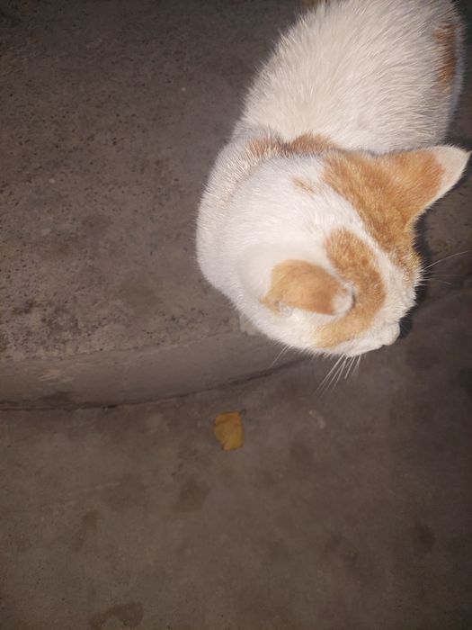 Кот мульти дружелюбный без породы